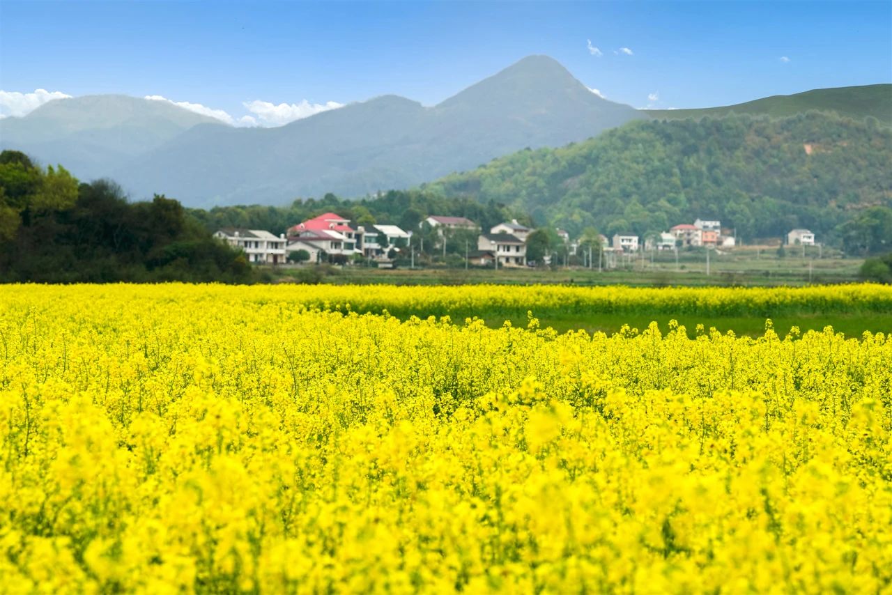 “低芥酸”菜籽油是啥？菜籽油為什么要買低芥酸的？